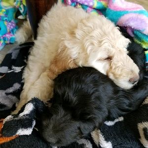 Meet your Posher, Justin